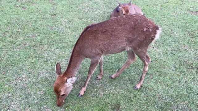 A brown sika deer with white spots grazing on a lush green lawn in Nara Park. Another deer rests in the background. High angle shot capturing the natural behavior of these sacred animals