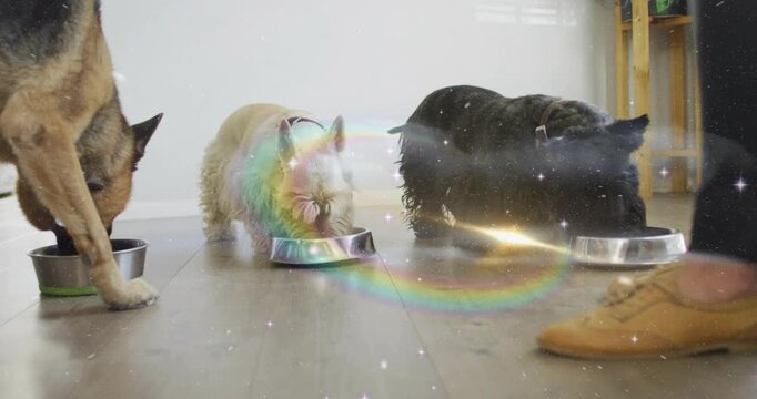 Three pets eating at bowls, person shifting foot starting rainbow ring and glow, showing pet ads