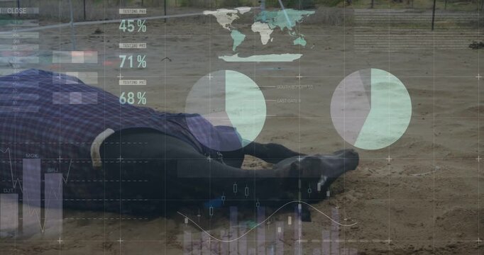 Rolling dark-coated horse in purple-blue turnout sheet and halter pushing up in sand paddock, HUD