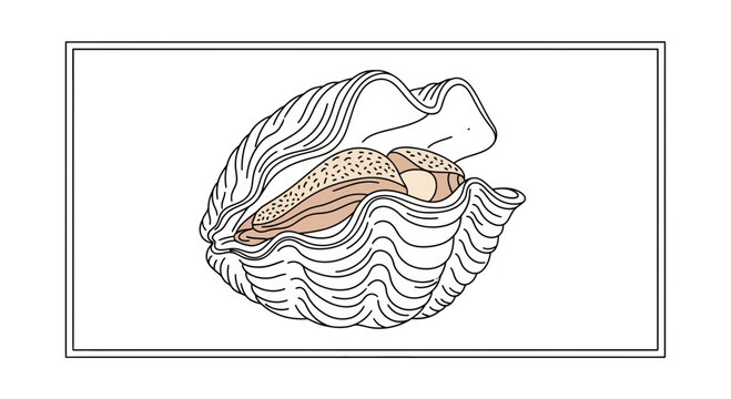 Detailed line art illustration of an open ocean clam shell revealing its inner mollusk structure