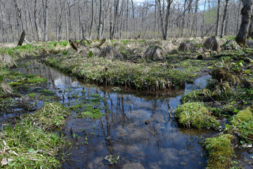春の湿原（北海道・鶴居村）  © 愛 高行
