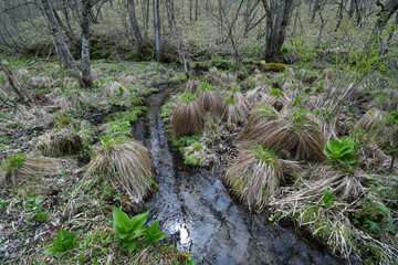 春の湿原を流れる小川（北海道・鶴居村）  © 愛 高行