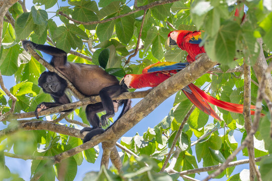 Couple of Scarlet Macaws (Ara macao) confronting Mantled Howler Monkey (Alouatta palliata) in almond tree canopy, Corcovado National Park,  Costa Rica