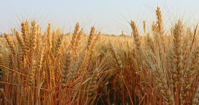 Close-up of golden wheat ears swaying in the wind during harvest season