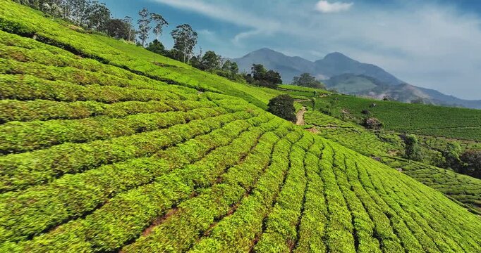 Close-up aerial view of scenic tea plantation, terraced hill valley in Munnar, Kerala, India. Aerial view of a tea plantation in Munnar. The beautiful Western Ghats mountain range in Kerala