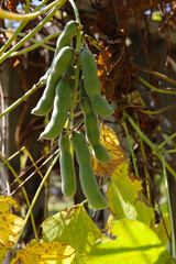 Obraz premium Green velvet bean pods hanging from a tree branch.