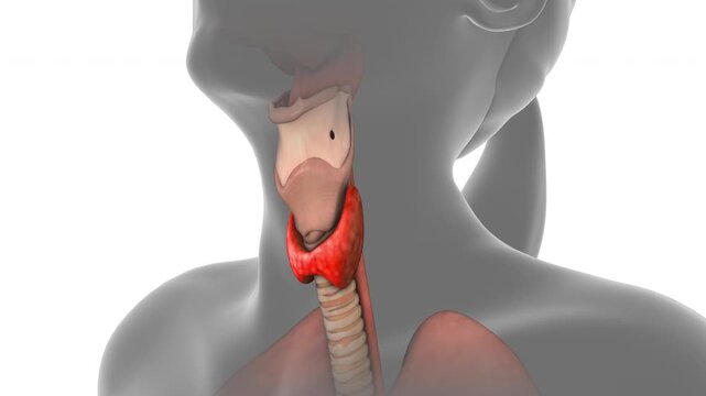 Thyroid Gland Highlighted in Human Neck