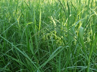 Obraz premium Green grass field with dew drops and wild grass seeds in the morning. Capturing the essence of nature, growth, and a serene outdoor environment during the spring or summer season