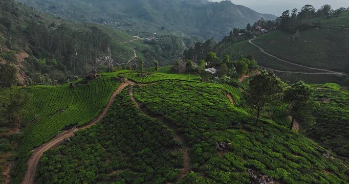  Cinematic backward fly aerial shot of Tea Plantation hill valley in Munnar, Kerala, India. Aerial view of a tea plantation in Munnar. The beautiful Western Ghats mountain range in Kerala