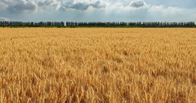 Golden ripe wheat field under a blue sky during harvest season