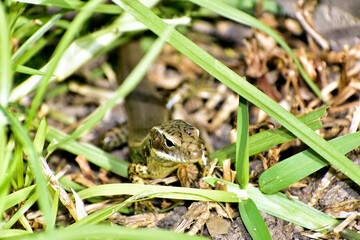 Fototapeta premium Lizard Hidden Among Grass and Leaf Litter