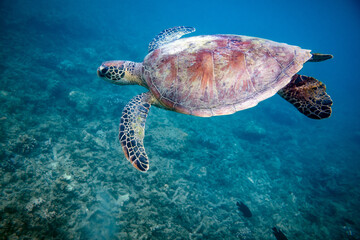 Obraz premium Portrait of a green sea turtle swimming over reef in a shallow lagoon on a bright sunny day. Photographed in the tropical clear waters on Fitzroy Island, on the Great Barrier Reef, QLD Australia.