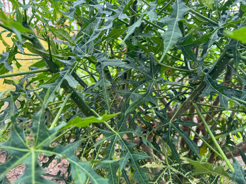 Lush green Chaya plant leaves growing in a tropical garden