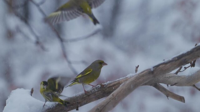 European greenfinches and siskins fighting for position on snowy branch during heavy snowfall, winter bird aggression in cinematic slow motion
