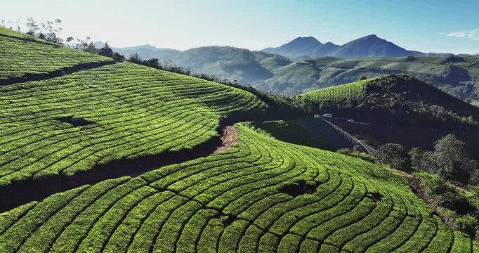 Drone Aerial of Tea Plantation in Munnar, Kerala, India. Cinemati Aerial View of Munnar. Aerial view of a tea plantation in Munnar. The beautiful Western Ghats mountain range in Kerala after rain. 