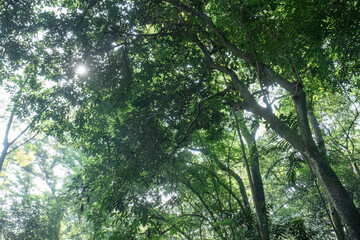 Obraz premium Sunburst filtering through canopy branches in tranquil forest. Radiant daylight breaks across leafy crowns and open sky. Backlit treetops create a bright woodland atmosphere