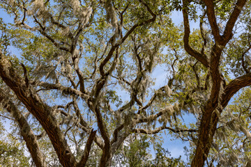 Fototapeta premium Spanish moss hanging in southern tree canopy against blue sky background