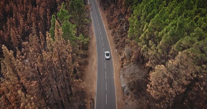 White car driving on an asphalt road through pine forest, one side lush green trees and the other side featuring burnt, brown orange trees after a recent wildfire on Tenerife. Aerial top dowm view
