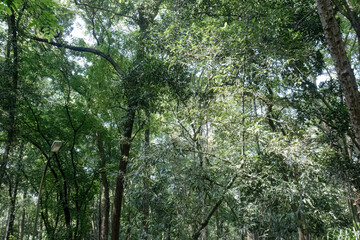 Fototapeta premium Managed forest landscape with lamp and illuminated foliage. Urban woodland scenery blending mature trees with soft daylight. Cultivated reserve view featuring dappled canopy and open space