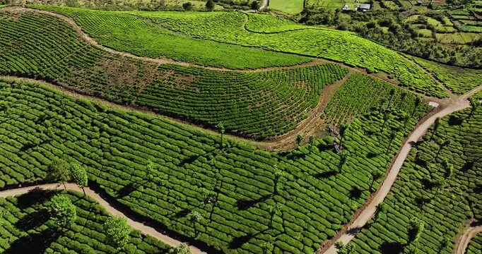 Cinematic top-down aerial view of Tea Plantation hill in Munnar, Kerala, India. Aerial view of a tea plantation in Munnar. The beautiful Western Ghats mountain range in Kerala
