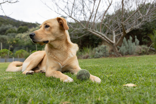 Tan Labrador-type dog lying on trimmed lawn in residential garden with mossy tennis ball nearby