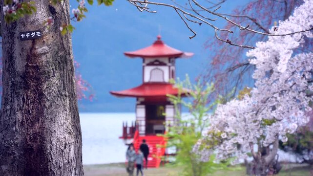 Cherry Blossom Petals Falling at Ukimido Pavilion, Lake Toya, Japan