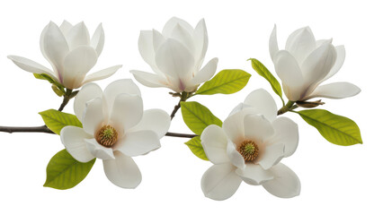 Fototapeta premium White magnolia flowers branch with leaves, high quality PNG