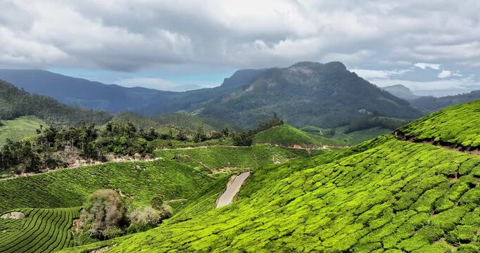 Close-up cinematic aerial view of a rural road amid Tea Plantation hills in Munnar, Kerala, India. Aerial view of a tea plantation in Munnar. The beautiful Western Ghats mountain range in Kerala