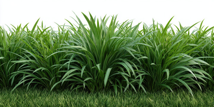 Bermuda grass green grass lawn grass isolated plant turf grass dense foliage grass clump natural texture garden plant ornamental grass meadow field vegetation plant green fresh lush outdoor nature