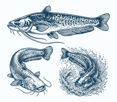 Wels Catfish Vector Illustration Set
