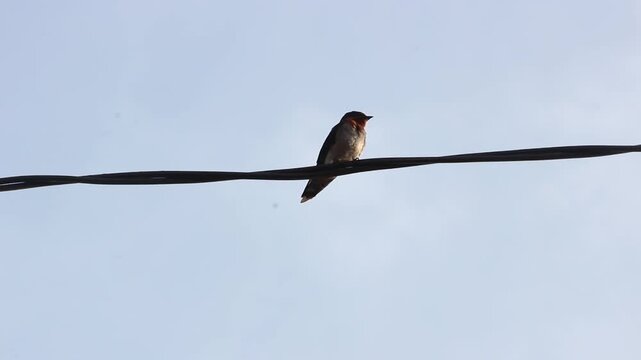 Video of a bird on an electrical wire with an isolated blue sky background