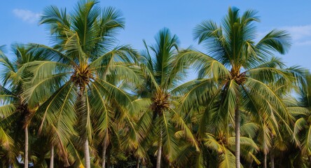 Obraz premium Tropical coconut trees showcasing broad green canopies under azure sky