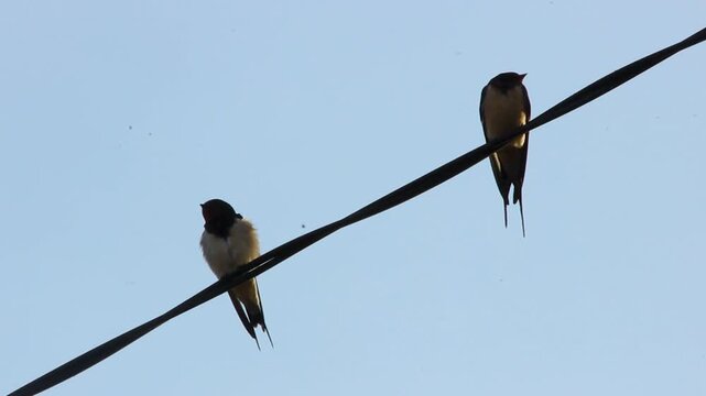 Video of a bird on an electrical wire with an isolated blue sky background