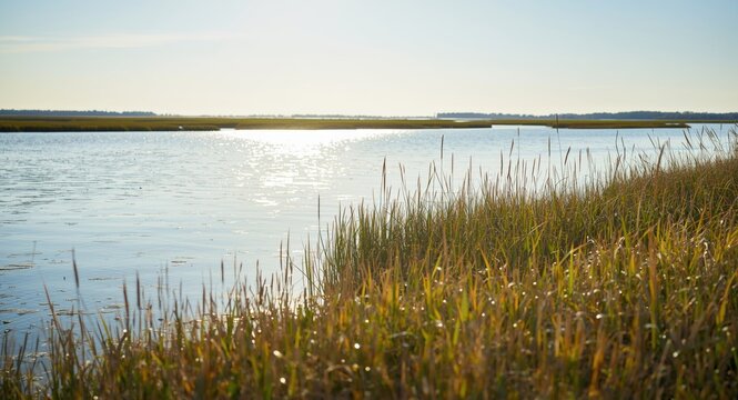 Wide vista of tidal pool waters enriched by thick salt marsh cordgrass