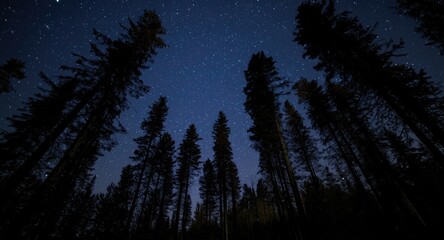 Fototapeta premium Beautiful nighttime forest scene with tall trees under sparkling stars