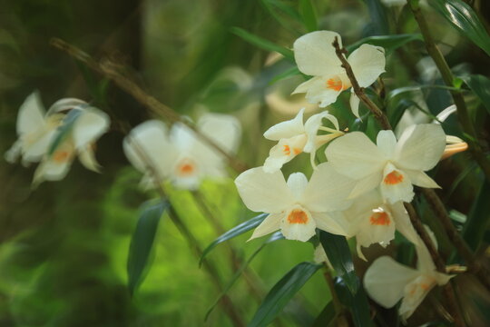 Dendrobium infundibulum (Funnel-lipped Dendrobium) ,an epiphytic orchid with clustered, cane-like overhanging to pendulous stems.
Phu Luang Wildlife Sanctuary.
THAILAND 