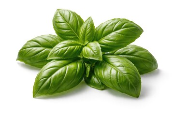 Fototapeta premium Fresh Basil Herb Leaves Isolated on White Background with Vibrant Green Color
