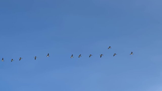 Flock of Canada Geese Flying in V-formation Against a Clear Blue Sky
