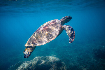 Obraz premium Portrait of a green sea turtle in a tropical blue water lagoon. Photographed on Fitzroy Island, Great Barrier Reef, Queensland Australia.