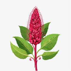 Fototapeta premium Red flower spike with green leaves