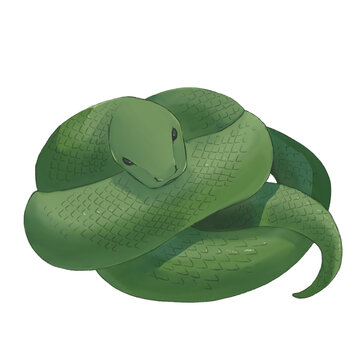 Green Coiled Snake Digital Illustration on Black