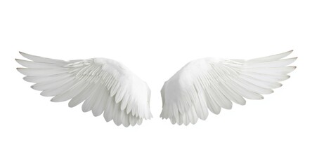 Fototapeta premium White bird wings spread on a pure white background with copy space