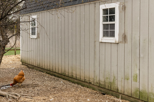 An old barn before being updated with a fresh coat of paint for a chicken coop.