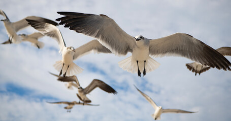 Fototapeta premium Laughing Gull. Seagull sitting outdoor. Laughing seagull at the sea. Seagull near water. Sea gull bird. Fauna and nature. Seagull bird observing the water. Sea gull with beak and feather. Ocean gull
