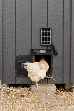 Chickens coming in and out of a solar powered chicken coop door.
