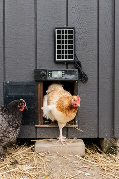 Chickens coming in and out of a solar powered chicken coop door.