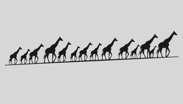A group of giraffes walking in a line