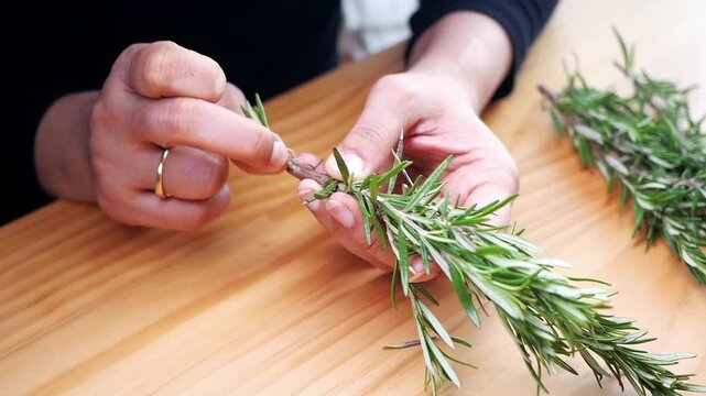 Fresh Rosemary Herb Being Trimmed by Hands on Wooden Table 