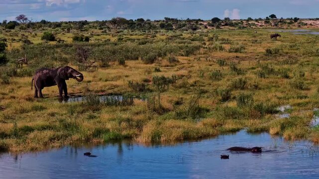 An African elephant standing near a watering hole in a vast savanna landscape.