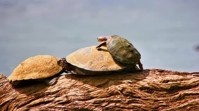 A small terrapin clambers on top another that is basking on a wooden log, as a third scrambles away.